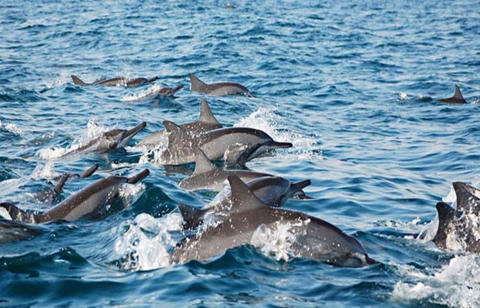 Amazing-Dolphins-3_450_750